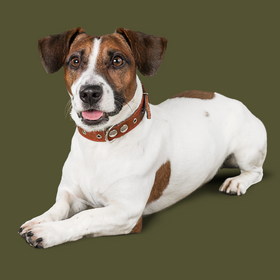Cães