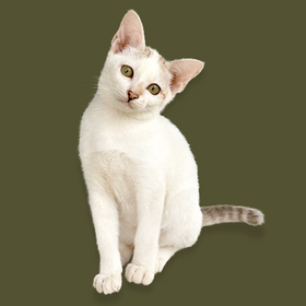 Gatos
