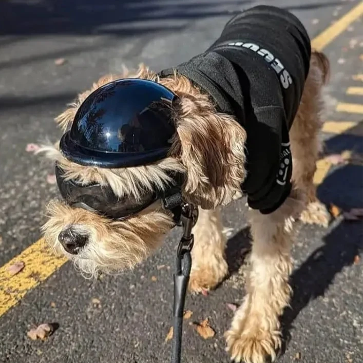 Dog Rider - Capacete para cães